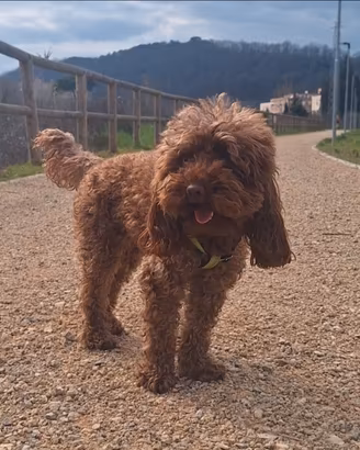 Barboncina toy per accoppiamento