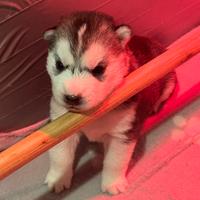 Siberian husky