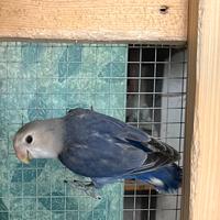 Inseparabile pappagallo