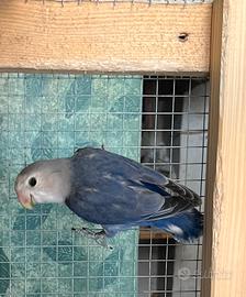 Inseparabile pappagallo