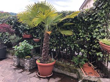 una pianta da giardino