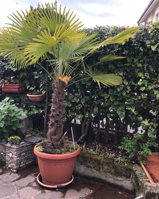 una pianta da giardino