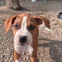 American pitbull terrier