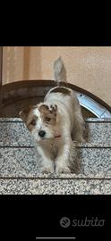 Jack russel per monta
