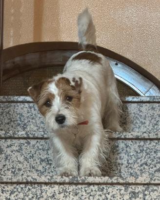 Jack russel per monta