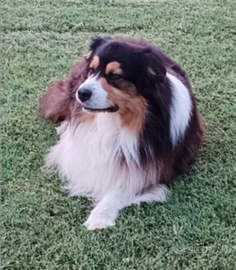 Australian x accoppiamento