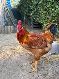 Galline