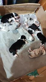 Cuccioli di pastore australiano Blue Merle/black t