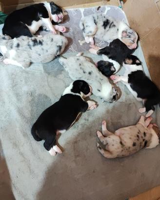 Cuccioli di pastore australiano Blue Merle/black t
