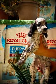Setter inglese