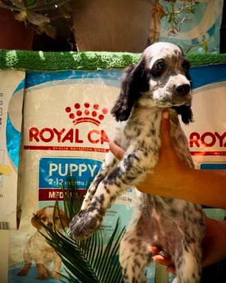 Setter inglese