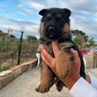 Cuccioli pastore tedesco