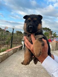 Cuccioli pastore tedesco