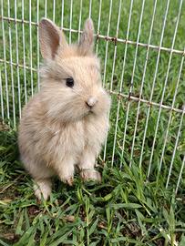 Conigli Angora Nani da compagnia
