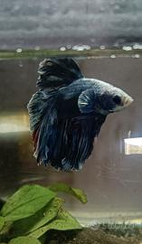 betta 