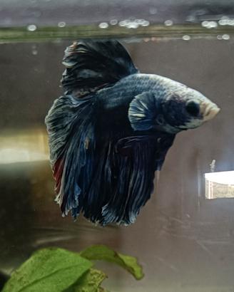 betta 