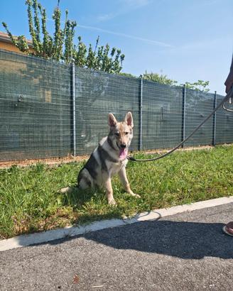 Cucciolo Cane Lupo Cecoslovacco (mesi)