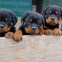 Rottweiler cuccioli