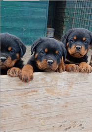 Rottweiler cuccioli