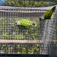 Coppia pappagalli del Senegal