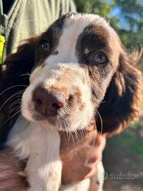 Cane da caccia springer