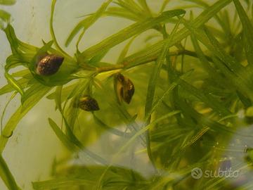 Lumache Physa