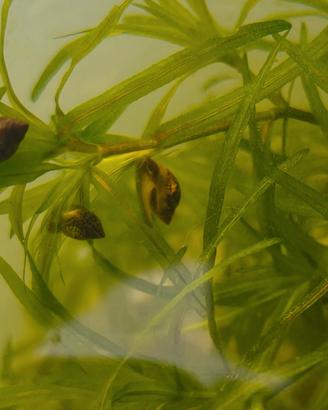 Lumache Physa