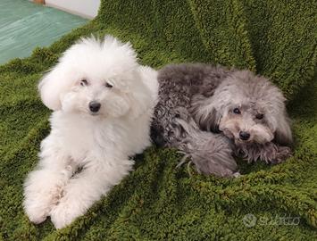 Barboncino 24 cm con pedigree ENCI