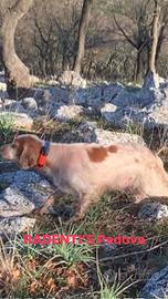 Setter inglese femmina
