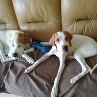 tartufo e selvaggina