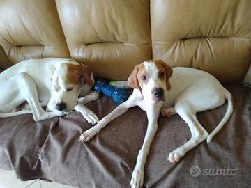 tartufo e selvaggina