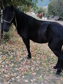Cavalla nera domata - Animali In vendita a Bologna