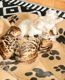Gatto bengala