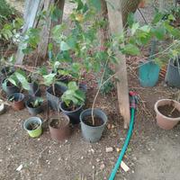 piante di gelso nate da seme