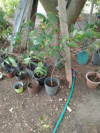 piante di gelso nate da seme