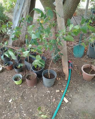 piante di gelso nate da seme