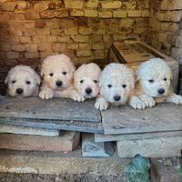 Cuccioli di pastore maremmano abruzzese