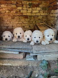 Cuccioli di pastore maremmano abruzzese