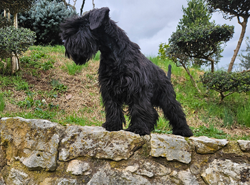 Cuccioli Schnauzer nano