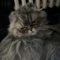 Highland Straight SLS71