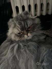 Highland Straight SLS71