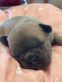 Cucciole ti buoledogue francesi Allev Villatecchio