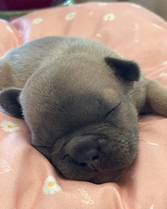 Cucciole ti buoledogue francesi Allev Villatecchio