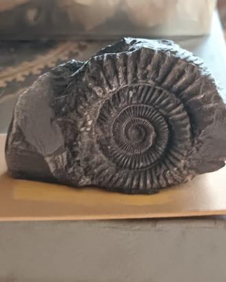 fossile