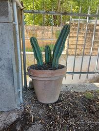 cactus  in vaso 