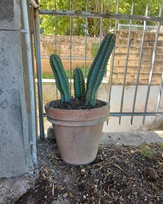 cactus  in vaso 