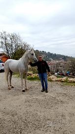 Cavallo arabo