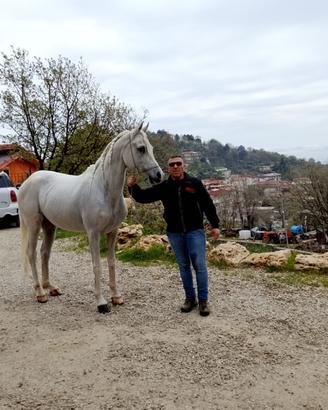 Cavallo arabo