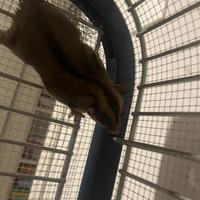 Petauri dello zucchero