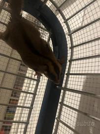 Petauri dello zucchero